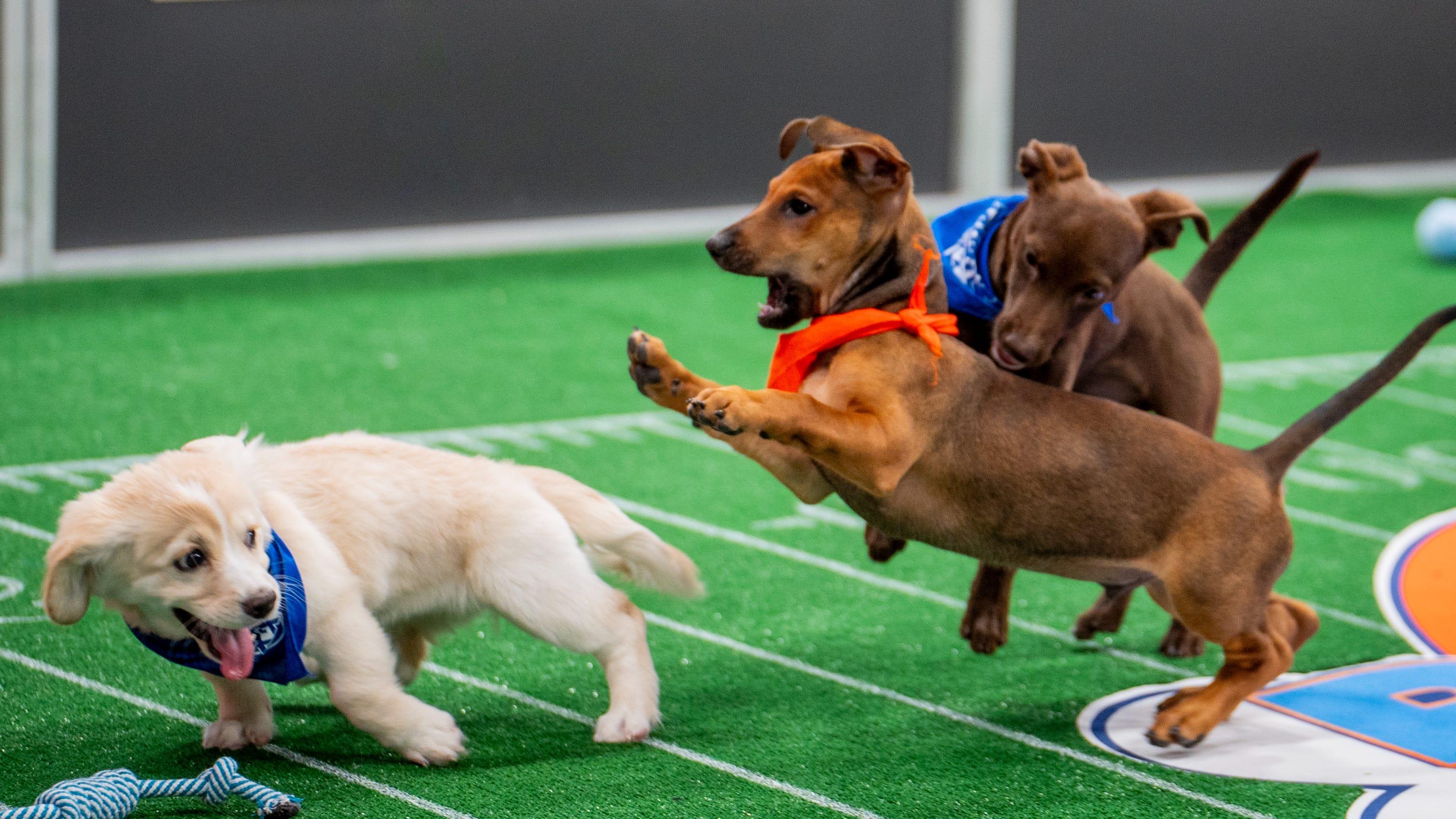 Get Ready for Puppy Bowl XXI: Everything You Need to Know